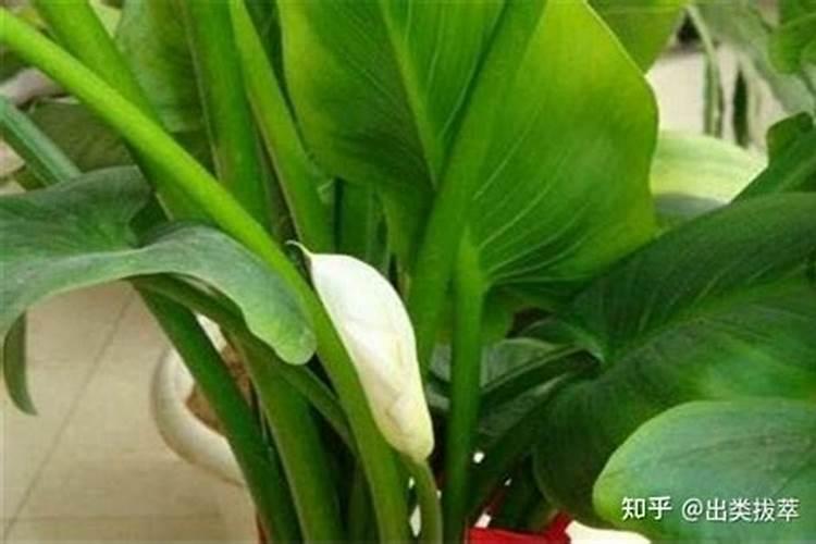 我的马蹄莲叶子黄了怎么办