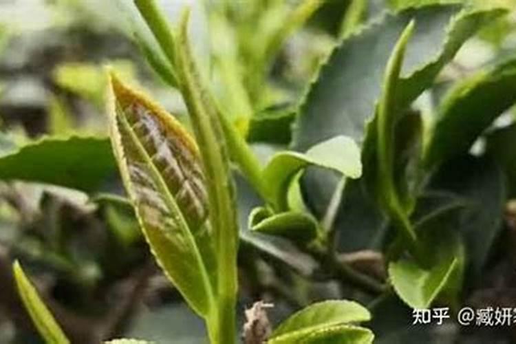 海棠怎样浇水施肥