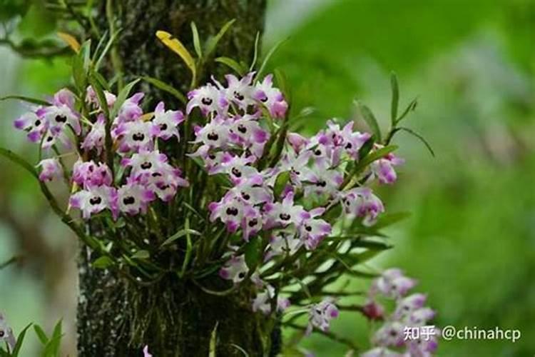 石斛兰如何养,石斛兰的养殖方法和注意事项