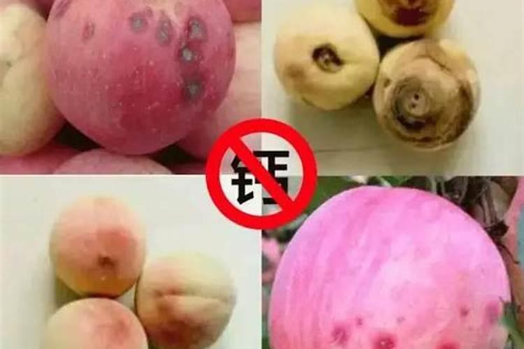 果树缺钙用什么肥料最适合(果树需补什么钙肥最好)