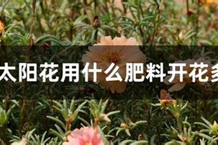 芍药眼下长了花苞,要怎样管理才能让花朵开得更大更艳,不消苞呢？