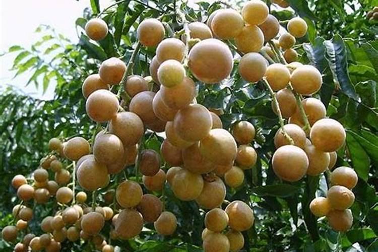 7砘水溶肥多少钱