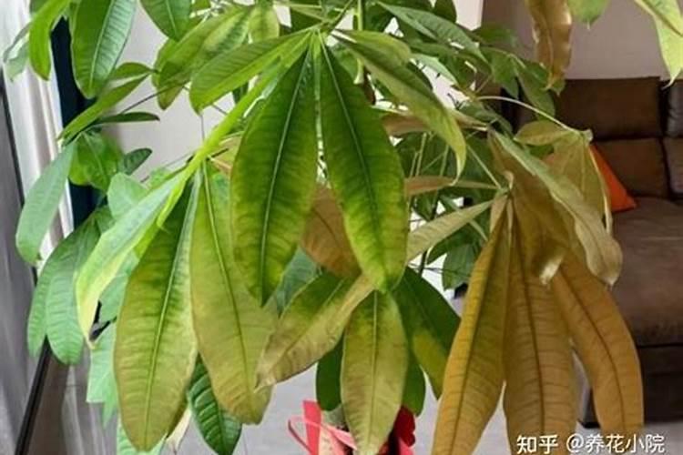 发财树叶子发黄用什么肥料(描述发财树的养护和浇水)