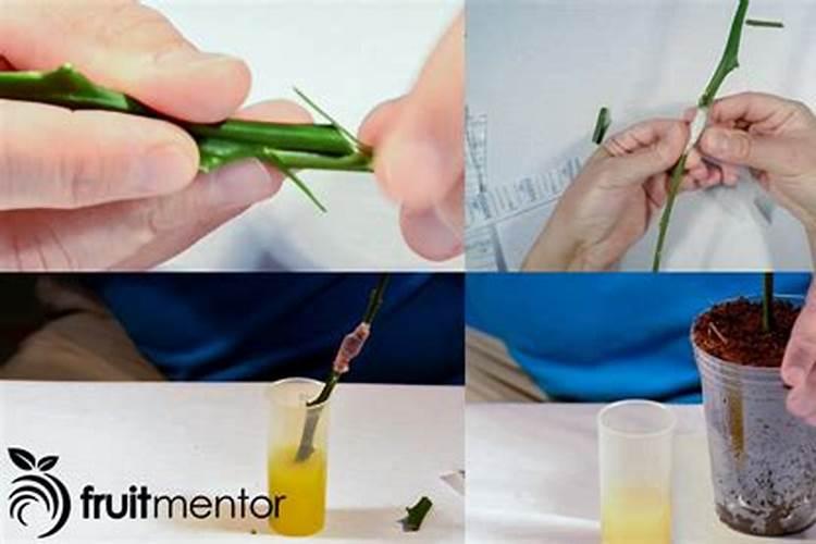 柑橘春梢如何促花保果？这里有管理方案(珍藏篇),不看太亏了