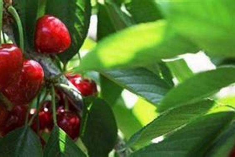 骆驼刺是什么植物