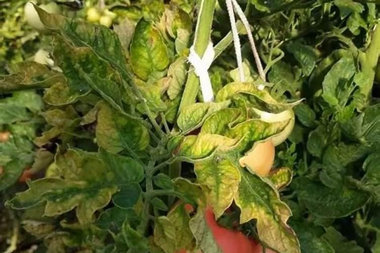 西红柿冲什么肥膨果快