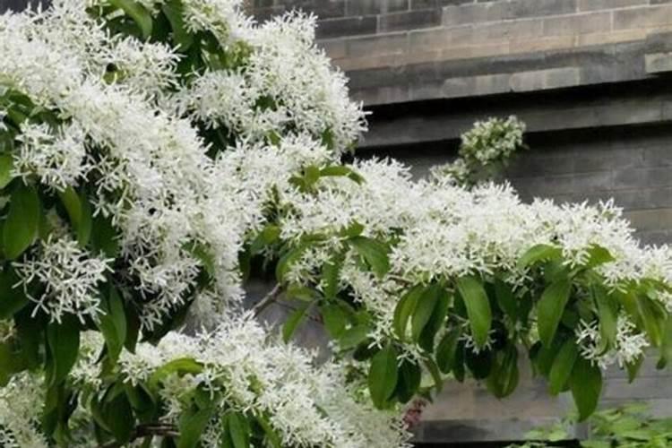 白云石的主要成分是什么？采购白云石粉就来建辉矿产,白云石批发