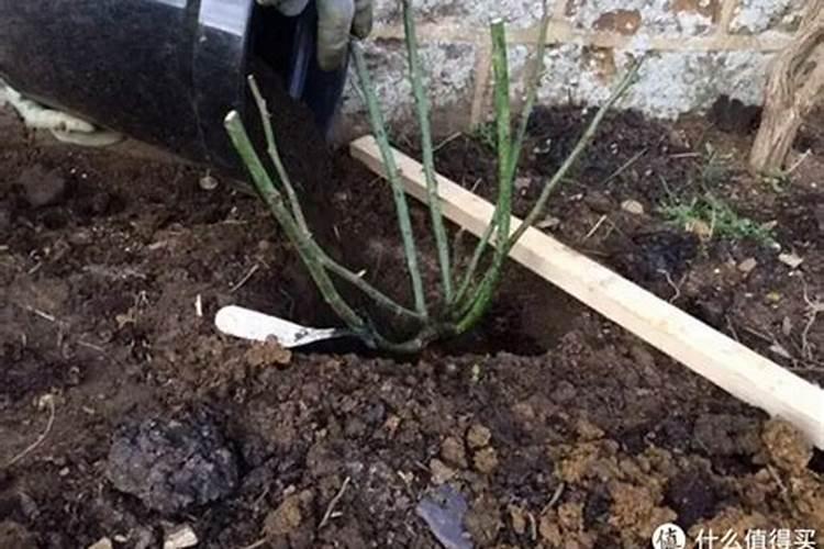 楼主请问:方城月季裸根苗盆栽时,有什么要注意的细节问题？有人知道...