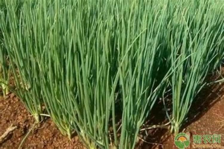 小香葱用什么肥料长得快