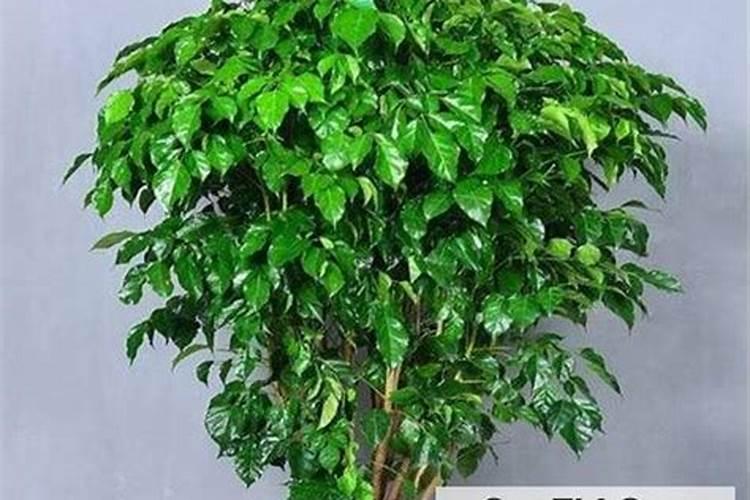 幸福树掉叶子,怎么办