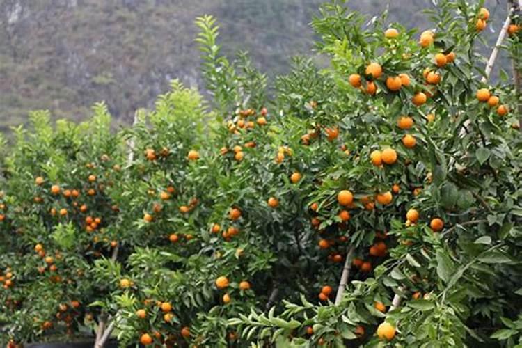 小树苗如何让它不长大也不死呢？