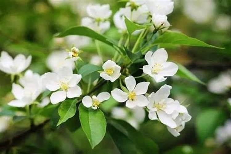 常青藤施什么肥最好