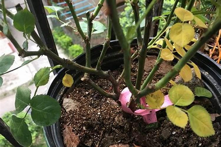 月季花月季花怎么施肥