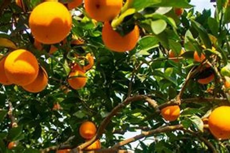 树仔菜什么季节种植 树仔菜什么季节什么时候种植