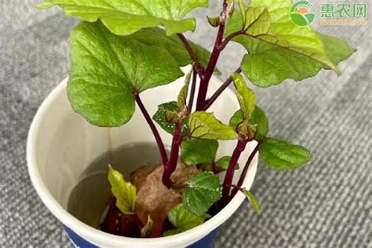 用什么材料可以做一个小娃娃