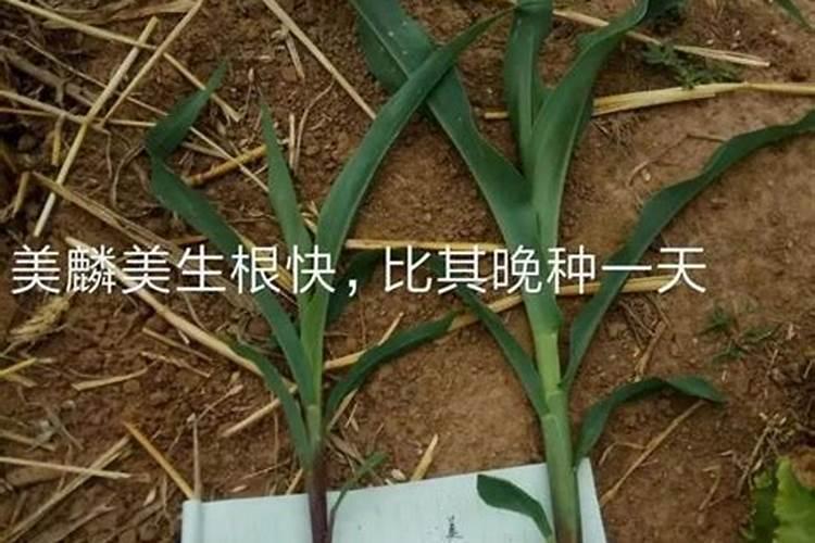 生根最快的肥料