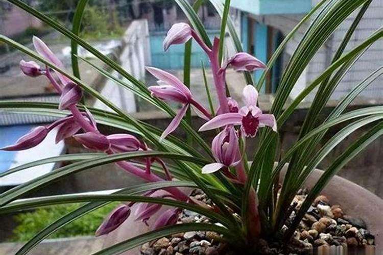 葡萄上色期使用的三种钾肥叶面肥