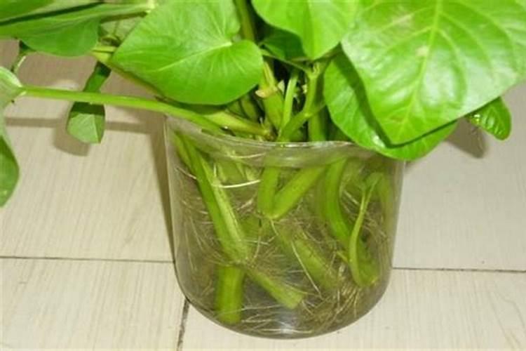 想让葡萄提升果实口感增加甜度应该用什么肥料？