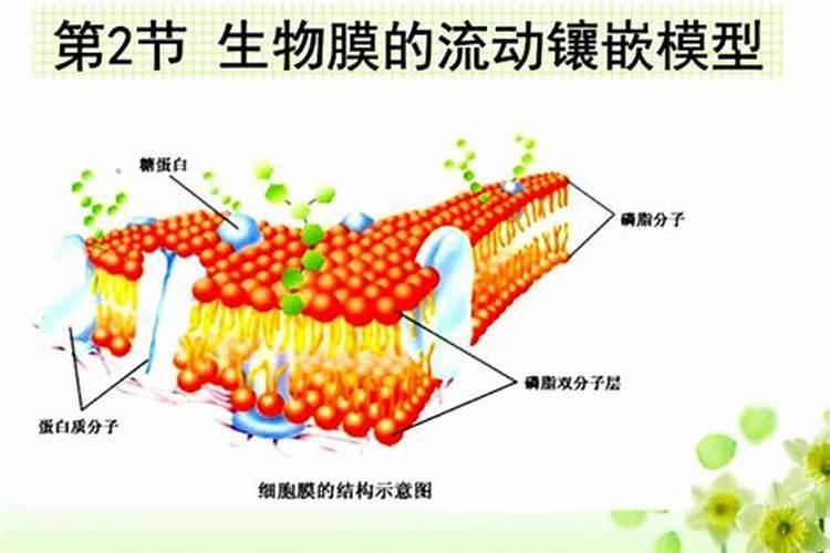 桂花树如何浇水和施肥
