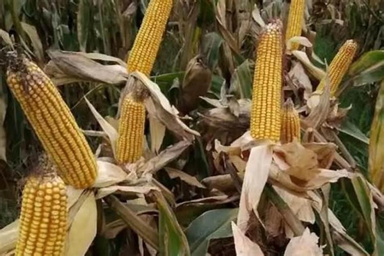 一亩玉米地该施多少肥料？