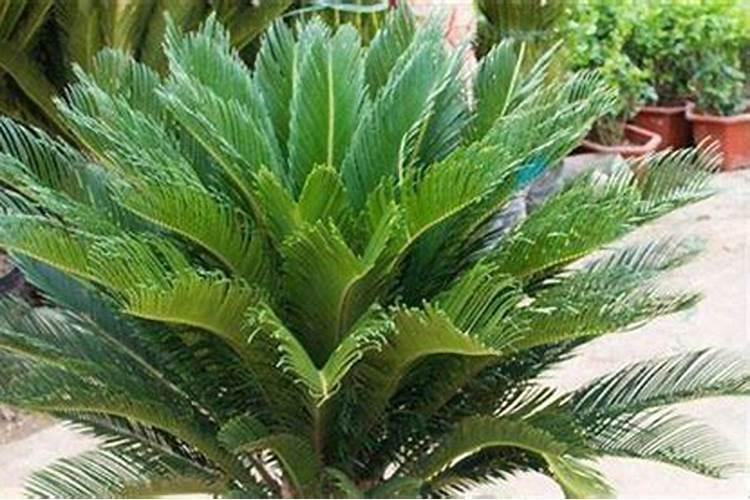 铁树要施什么肥才能长得快？