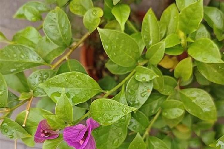 番茄苗要打顶吗