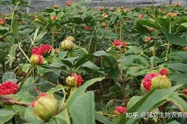 重楼用什么肥料长得快,重楼是什么科植物