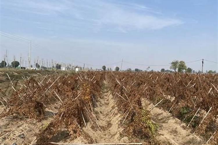 山药底肥放什么肥好 底肥施用方法