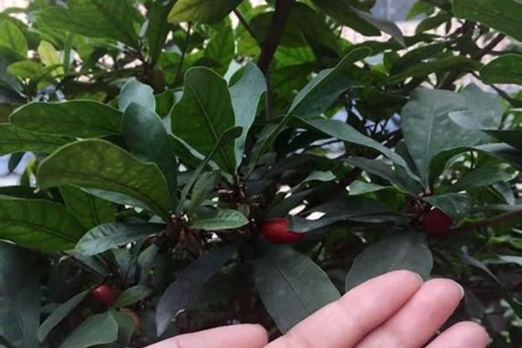 神秘果种植方法和管理