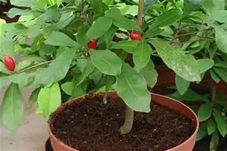 神秘果的盆栽方法