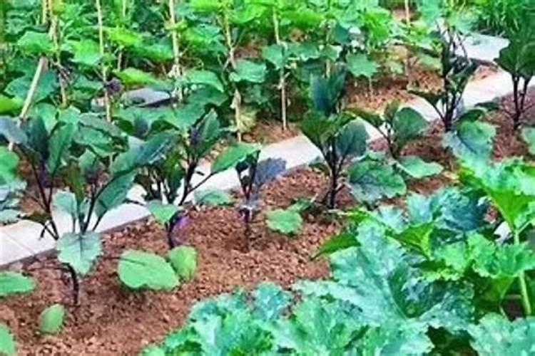 牧草种植方法有什么,牧草种植管理与利用