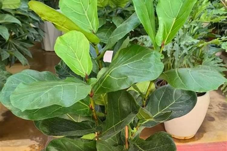 冬季温室大棚草莓浇什么肥生根？