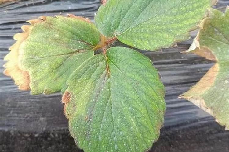 菊花光长叶子不开花原因及处理方法