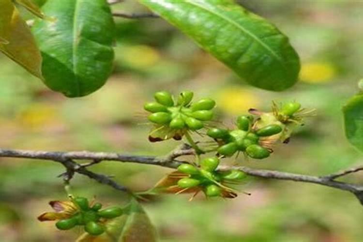 冲施肥什么时候效果好？