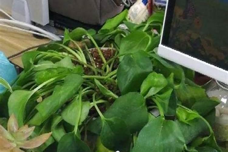 茶叶专用有机肥料是什么,茶叶树种几年可以采摘
