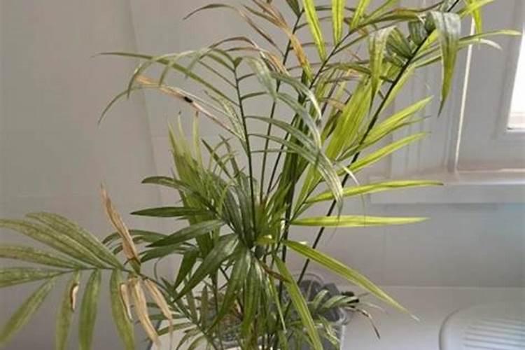 河北这边三七卖多少钱？说下三七知识~!