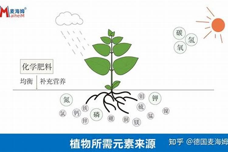 硫酸钾肥适合种植什么
