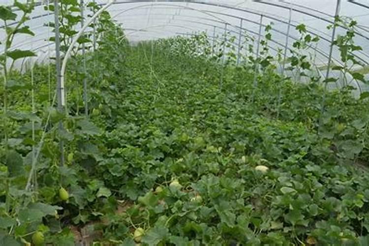 香瓜怎么种植方法如下