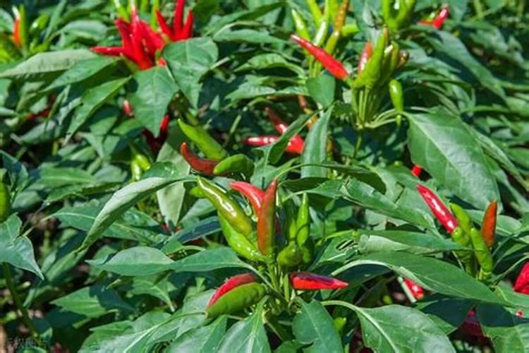 元贞葡萄帮加入条件