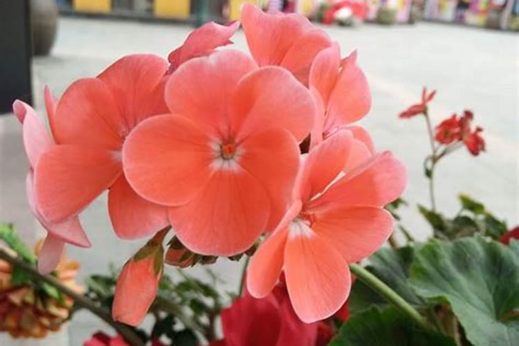 丝瓜叶黄果实长不大的原因