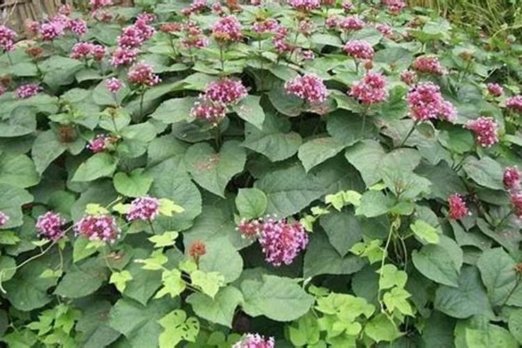 有没有从根力多辞职的