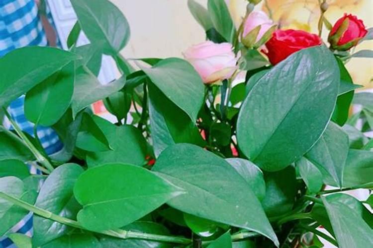 玫瑰花树施的氮肥是什么名称？