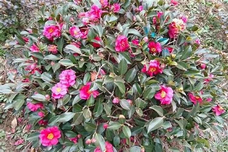 茶花秋季的养护和施肥