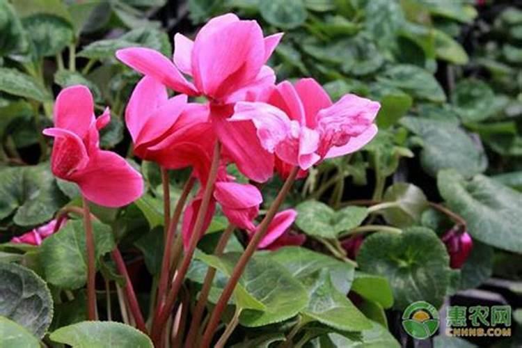 仙客来施肥多了怎么办,开花期可以施肥吗