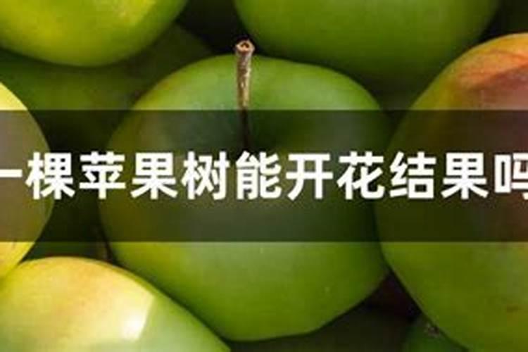 种植苹果有哪些小技巧？