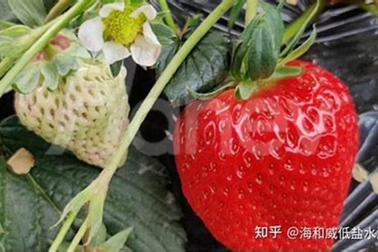 桃树能施化肥吗