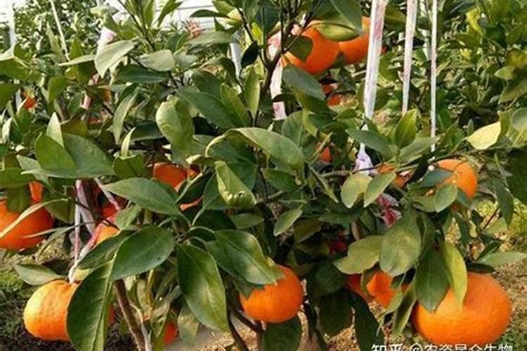 玫瑰浇水的正确方法