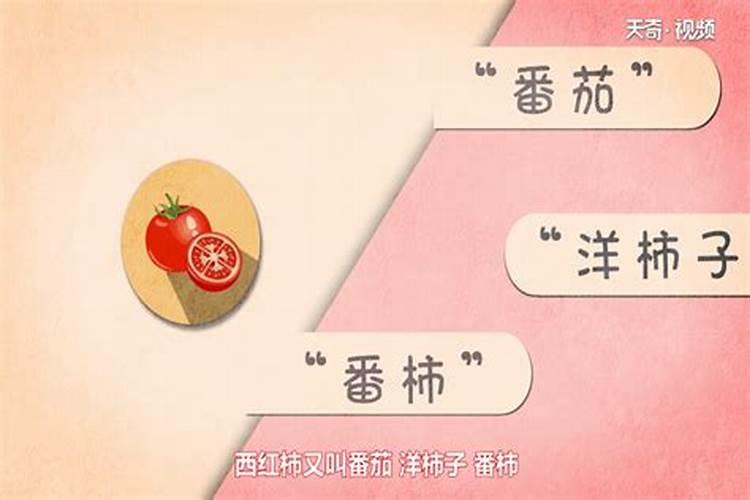 番茄脐腐病发生的原因是什么？该如何进行防治？