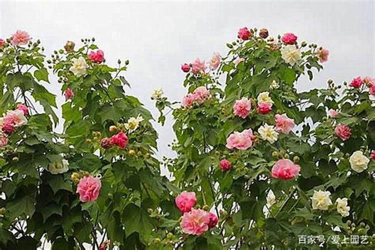 葡萄叶子又黄又薄怎么事