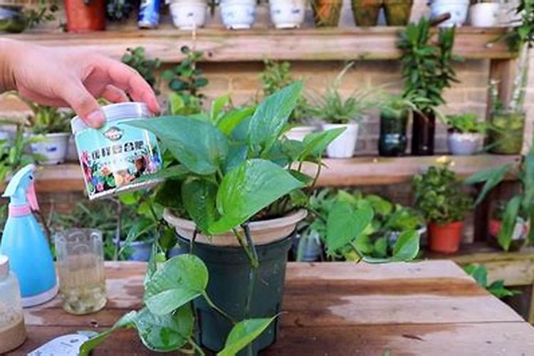 大叶绿萝怎么施肥